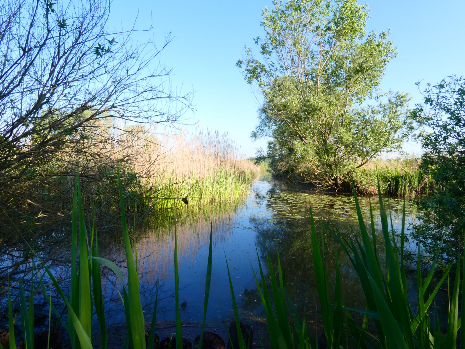 Nasce Resilient Wetland: tre zone umide, un sistema vivo