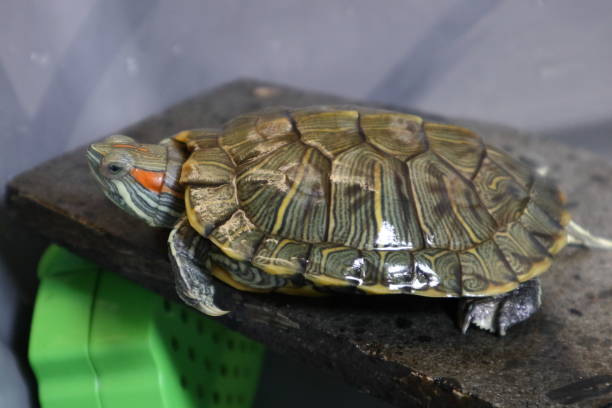 Le specie invasive – Trachemys Scripta